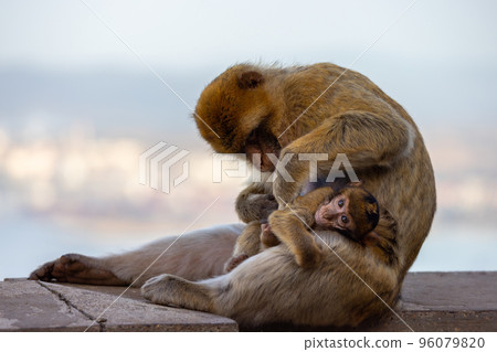 Mother and Baby Monkey, Barbary macaque at Rock of Gibraltar, UK Mother and Baby Monkey, Barbary macaque at Rock of Gibraltar, UK 96079820