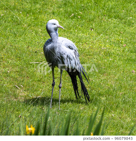 The Blue Crane, Grus paradisea, is an endangered bird 96079843