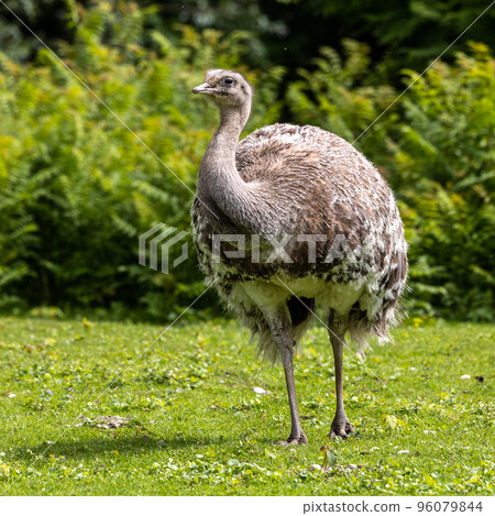 Darwin's rhea, Rhea pennata also known as the lesser rhea. Darwin's rhea, Rhea pennata also known as the lesser rhea. 96079844