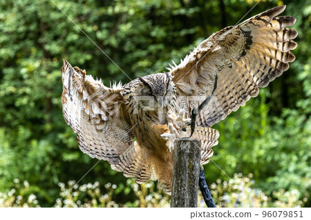 Siberian eagle owl, bubo bubo sibiricus. The biggest owl in the world Siberian eagle owl, bubo bubo sibiricus. The biggest owl in the world 96079851