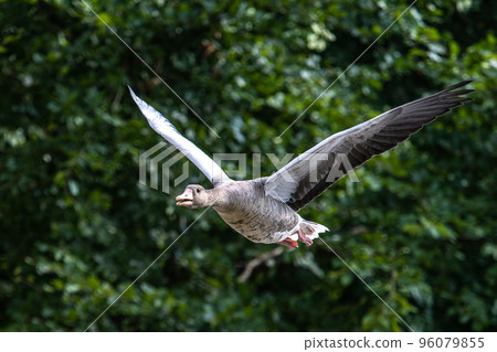 The flying greylag goose, Anser anser is a species of large goose The flying greylag goose, Anser anser is a species of large goose 96079855