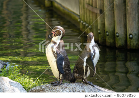 Humboldt Penguin, Spheniscus humboldti in a park 96079856