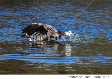 Barnacle goose, Branta leucopsis at a lake near Munich in Germany. Barnacle goose, Branta leucopsis at a lake near Munich in Germany. 96079883