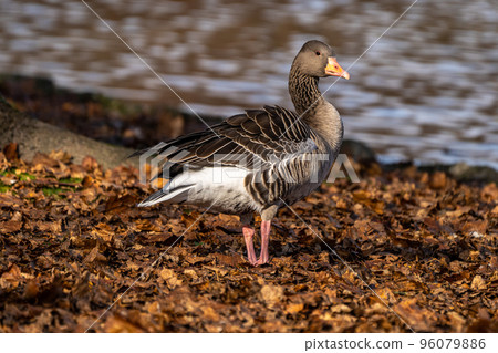The greylag goose, Anser anser is a species of large goose The greylag goose, Anser anser is a species of large goose 96079886