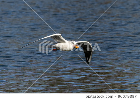 The European Herring Gull, Larus argentatus is a large gull 96079887