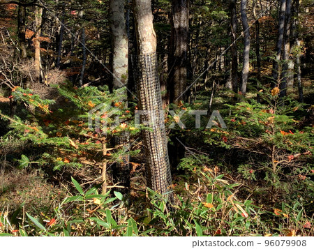 Nets to prevent deer feeding damage (Promenade in Okunikko and Lake Yunoko in October 2022) Nets to prevent deer feeding damage (Promenade in Okunikko and Lake Yunoko in October 2022) 96079908