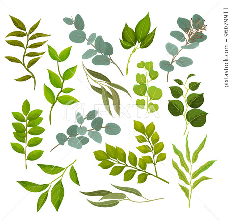 Tree branches with green leaves set. Twigs of different trees cartoon vector 96079911