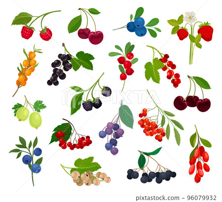 Ripe and Juicy Garden Berry Twig and Branches with Hanging Fruit Big Vector Set 96079932