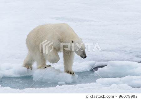 Polar bear on the pack ice north of Spitsbergen 96079992