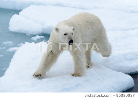 Polar bear on the pack ice north of Spitsbergen Polar bear on the pack ice north of Spitsbergen 96080057