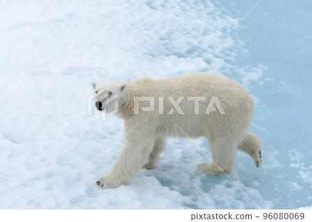 Polar bear on the pack ice north of Spitsbergen 96080069