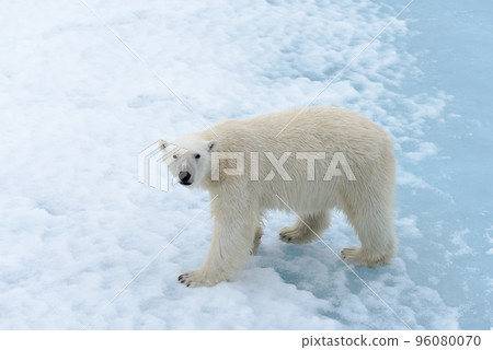 Polar bear on the pack ice north of Spitsbergen Polar bear on the pack ice north of Spitsbergen 96080070