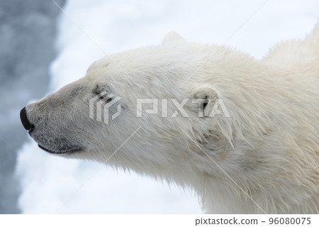 Polar bear on the pack ice north of Spitsbergen Polar bear on the pack ice north of Spitsbergen 96080075