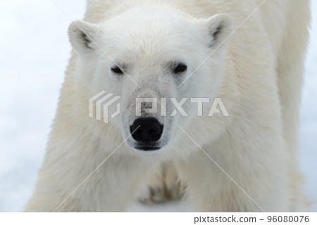 Polar bear on the pack ice north of Spitsbergen Polar bear on the pack ice north of Spitsbergen 96080076