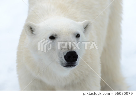 Polar bear on the pack ice north of Spitsbergen Polar bear on the pack ice north of Spitsbergen 96080079