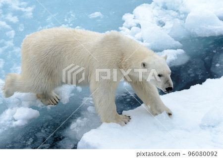 Polar bear on the pack ice north of Spitsbergen Polar bear on the pack ice north of Spitsbergen 96080092