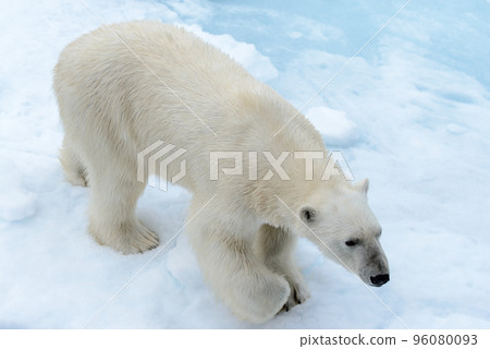 Polar bear on the pack ice north of Spitsbergen Polar bear on the pack ice north of Spitsbergen 96080093