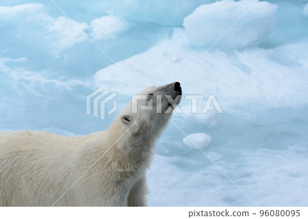 Polar bear on the pack ice north of Spitsbergen 96080095