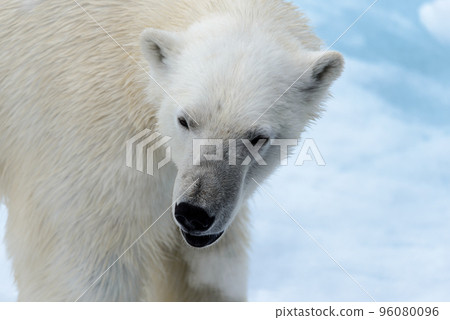 Polar bear on the pack ice north of Spitsbergen 96080096
