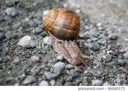 Roman Snail - Helix pomatia, common snail from European gardens and meadows, Czech Republic. High quality photo Roman Snail - Helix pomatia, common snail from European gardens and meadows, Czech Republic. High quality photo 96080173