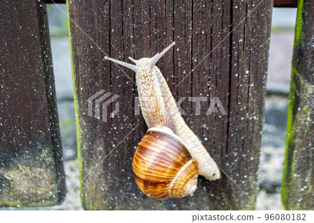 Roman Snail - Helix pomatia, common snail from European gardens and meadows, Czech Republic. High quality photo Roman Snail - Helix pomatia, common snail from European gardens and meadows, Czech Republic. High quality photo 96080182
