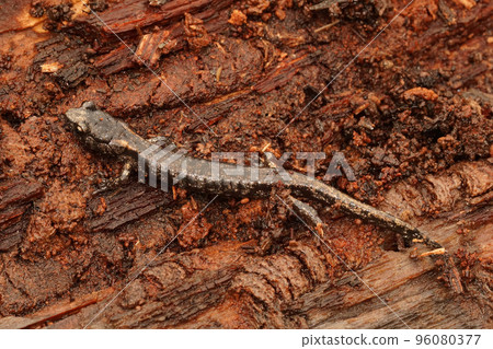 Closeup on a sub-adult , juvenile Clouded salamander, Aneides ferreus sitting on redwood 96080377
