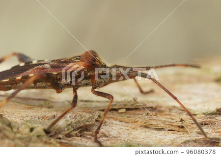 Closeup on the Western Conifer seed bug , Leptoglossus occidentalis on wood Closeup on the Western Conifer seed bug , Leptoglossus occidentalis on wood 96080378