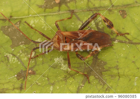 Closeup on the Western Conifer seed bug , Leptoglossus occidentalis 96080385