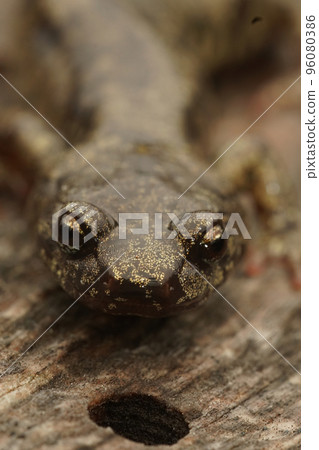 Vertical frontal closeup on a gorgeous colored adult Clouded salamander, Aneides ferreus 96080386