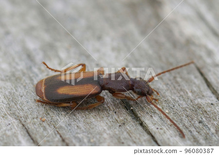 Closeup on a brown and black ground beetle , Polistichus connexus sitting on wood 96080387