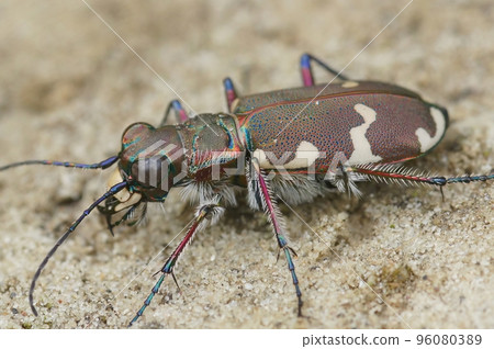 Closeup on the Northern dune tiger beetle, Cicindela hybrida sitting on sandy soil 96080389