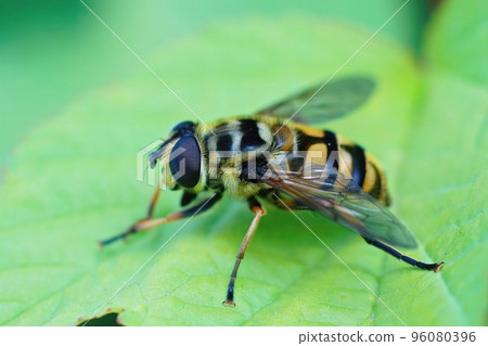 Closeup on a Deadhead hoverfly, Myathropdea florea, sitting on a green leaf Closeup on a Deadhead hoverfly, Myathropdea florea, sitting on a green leaf 96080396