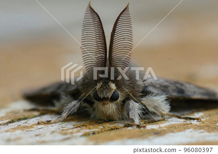 Frontal vertical closeup on a European gypsy moth, Lymantria dispar with it's antenna Frontal vertical closeup on a European gypsy moth, Lymantria dispar with it's antenna 96080397