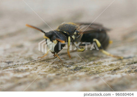 Closeup on a male of the rare Chalk yellow-face bee, Hylaeus dilatatus sitting on wood 96080404