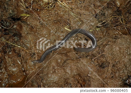 Closeupo on a rarely photograhped African Amphibian Caecilian, Geotrypetes seraphinii 96080405
