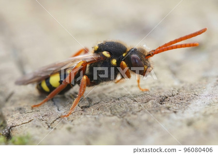 Closeup of a female of the colorful orange horned nomad cuckoo bee, Nomada fulvicornis sitting on wood 96080406