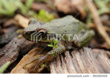 Closeup on a green Pacific treefrog, Pseudacris regilla in rainy clouded weather Closeup on a green Pacific treefrog, Pseudacris regilla in rainy clouded weather 96080408
