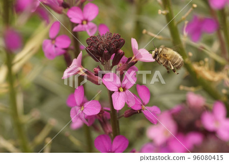 Closeup on a flying Anthophora furcata flying towards a purple wallflower, Erysimum cheiri 96080415