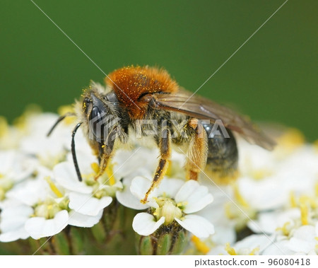 Closeup on a colorful red-tailed mining bee, Andrena haemorrhoa sipping nectar from a white Achillea millefolium flower 96080418