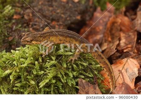 Closeup on an adult European Carpathian newt, Lissotriton montandoni on green moss 96080430