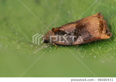 Closeup on the colorful Large Fruit-tree Tortrix moth, Archips podana sitting on a green leaf 96080431