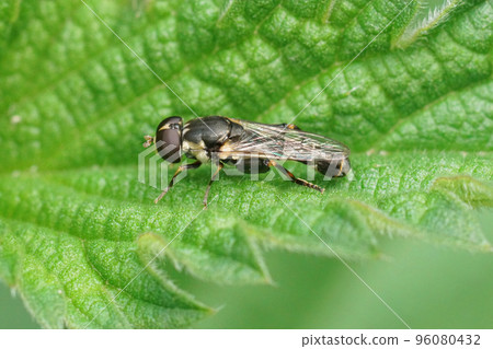 Closeup on a thick-legged hoverfly , Syritta pipiens sitting on a green leaf Closeup on a thick-legged hoverfly , Syritta pipiens sitting on a green leaf 96080432