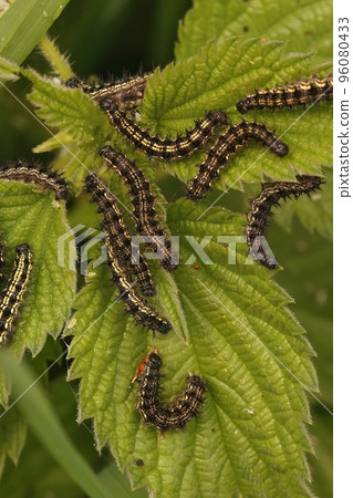 Closeup on caterpillar aggregation of the small tortoiseshell butterfly, Aglais urticae Closeup on caterpillar aggregation of the small tortoiseshell butterfly, Aglais urticae 96080433