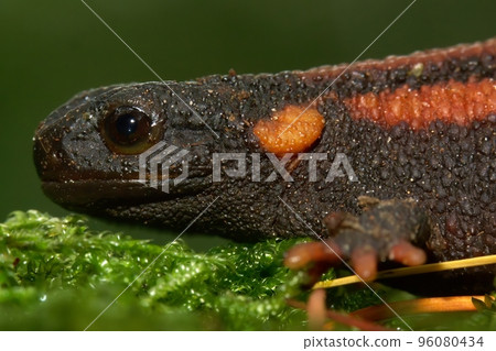 Closeup on a gorgeous juvenile of the endangered Chinese Red-tailed Knobby Newt , Tylototriton kweichowensis Closeup on a gorgeous juvenile of the endangered Chinese Red-tailed Knobby Newt , Tylototriton kweichowensis 96080434