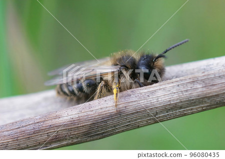 Closeup of a male yellow legged mining bee, Andrena flavipes 96080435