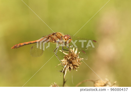 Closeup of a male Common Darter, Sympetrum striolatum against a green blurred background 96080437