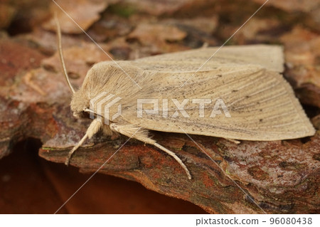 Closeup on the pale brown colored seasonal Large Wainscot owlet moth, Rhizedra lutosa 96080438