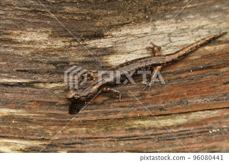 Closeup on a sub-adult , juvenile Clouded salamander, Aneides ferreus sitting on redwood 96080441
