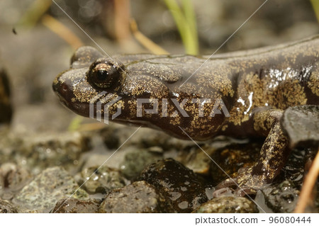 Closeup on a gorgeous colored adult Clouded salamander, Aneides ferreus in northern California 96080444