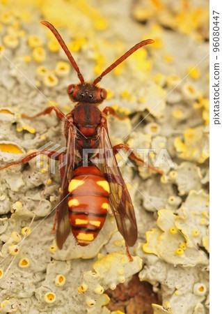 Vertical dorsal closeup on the colorful red and yellow Panzer's Nomad cuckoo bee, Nomada panzeri Vertical dorsal closeup on the colorful red and yellow Panzer's Nomad cuckoo bee, Nomada panzeri 96080447